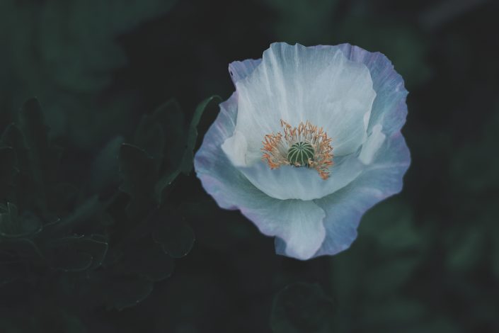frame-harirak-596142-unsplash